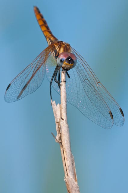 odonato 9 - Trithemis annulata (immaturo)